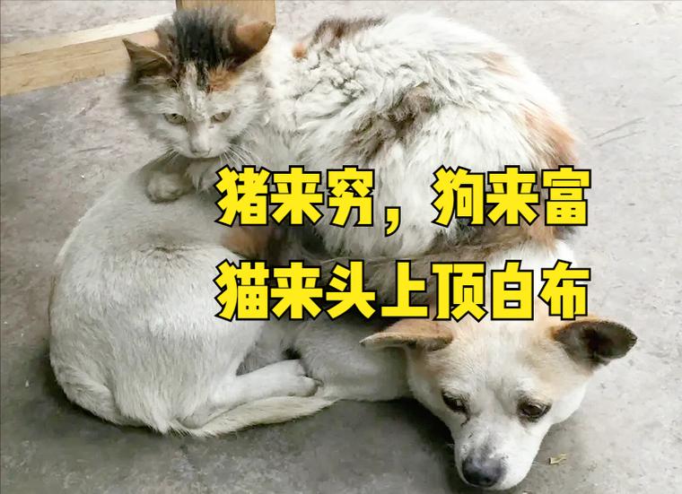 家里进猫是吉还是凶(猫进家有什么征兆说法)-四五百科