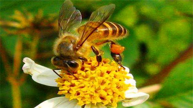 蜜蜂来家里预示着什么