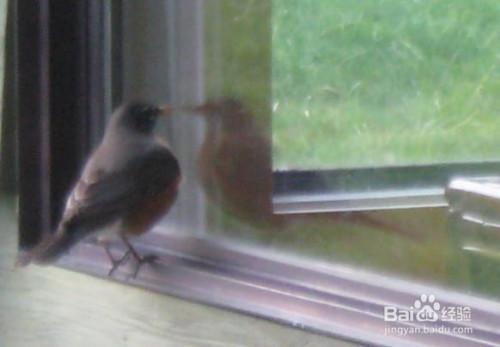 怎样防止鸟啄窗玻璃