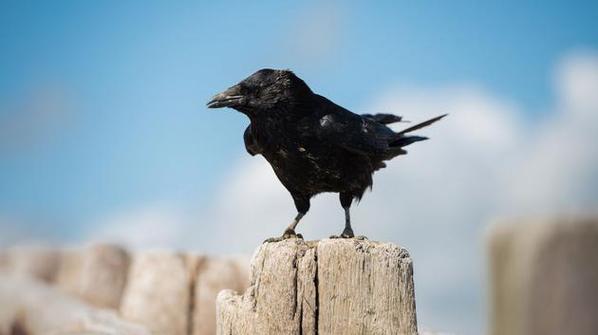 科学家认为,乌鸦会对死去的乌鸦表现出