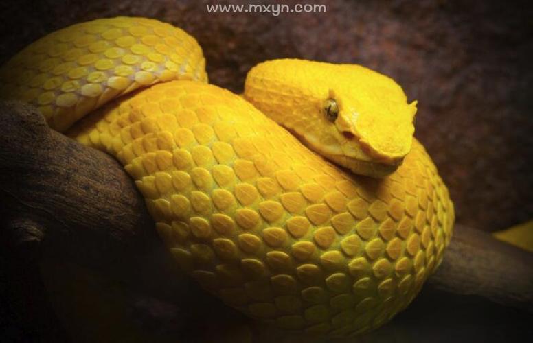 女人梦见黄蛇,预示着你的家庭幸福,会有意外之财,福运绵延.