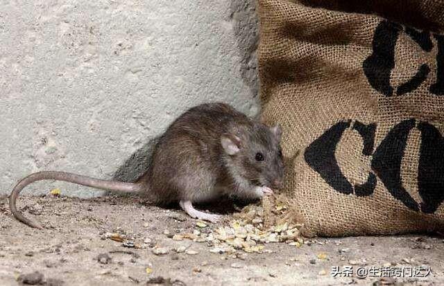 老鼠跑到仪表盘怎么办家里有老鼠