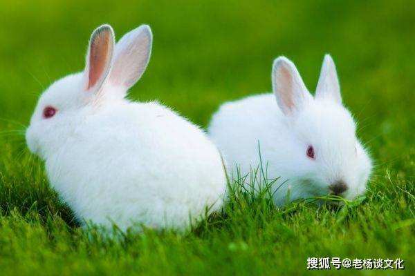 属兔的人养兔子提拔运势吗 75年属兔人47岁后运程