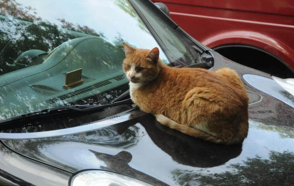 猫上车顶的风水风水猫爬车上是吉是凶