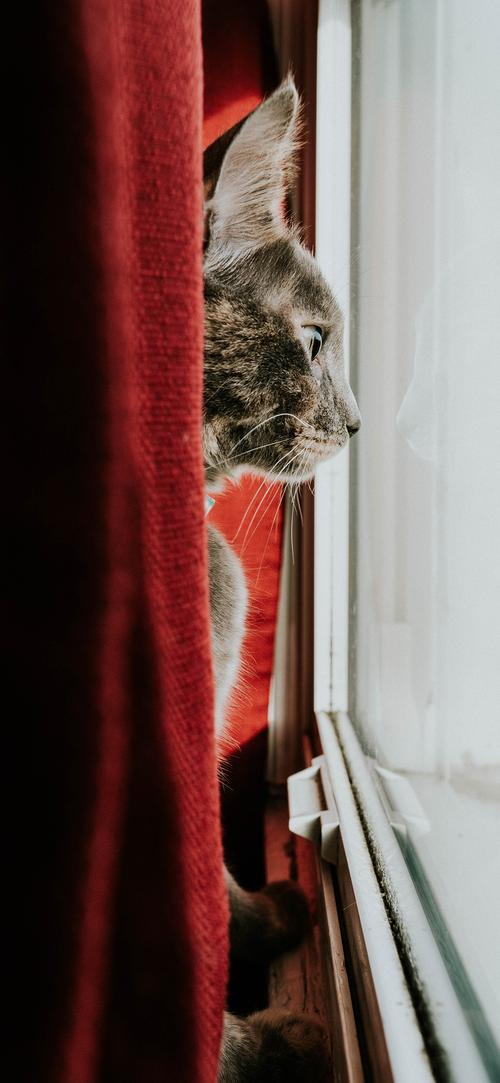 猫咪 窗户 凝望 躲藏