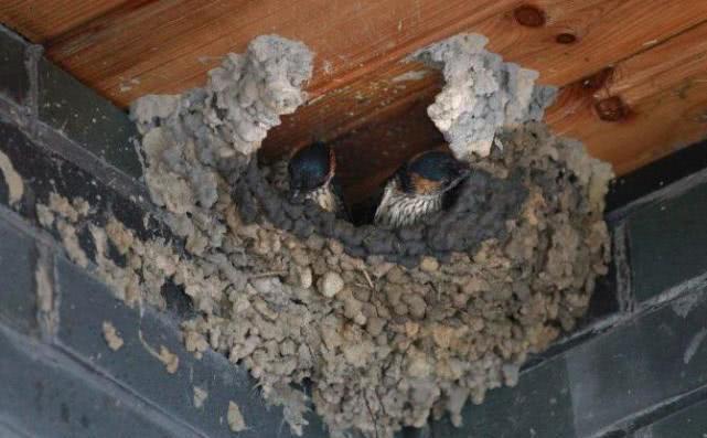野生鸟类成千上万,为何只有燕子敢在屋檐下筑巢?人为何不伤害它