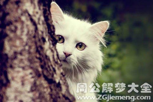 做梦梦见被猫咬是好不好?梦见被猫咬是对现实有什么影响和反应?