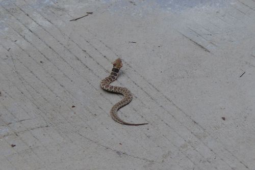 出去玩在景区看见一条蛇,估计有毒,请问是什么蛇?
