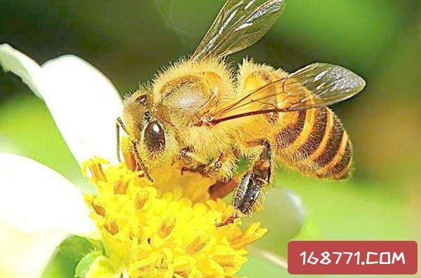 蜜蜂来家里是福还是祸蜜蜂飞来家中代表着家人生活会甜甜蜜蜜