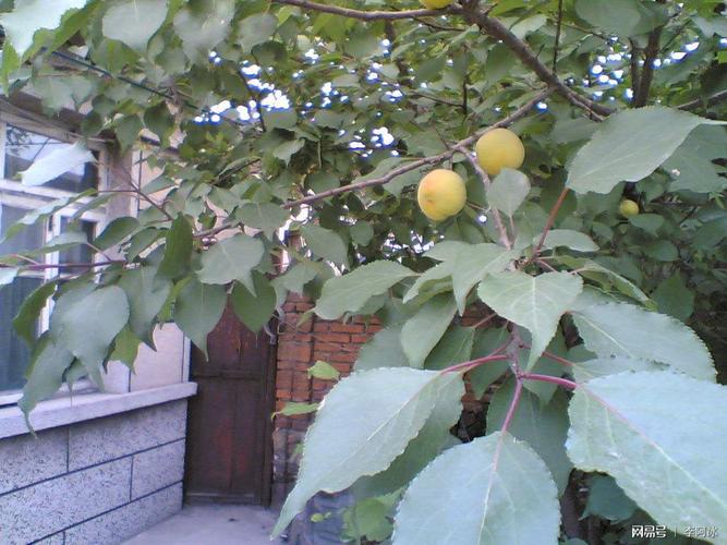 不过种种说法上来说,院子里不能种杏树,并没有什么科学道理.