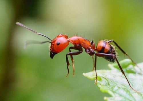 梦见红蚂蚁是什么意思?