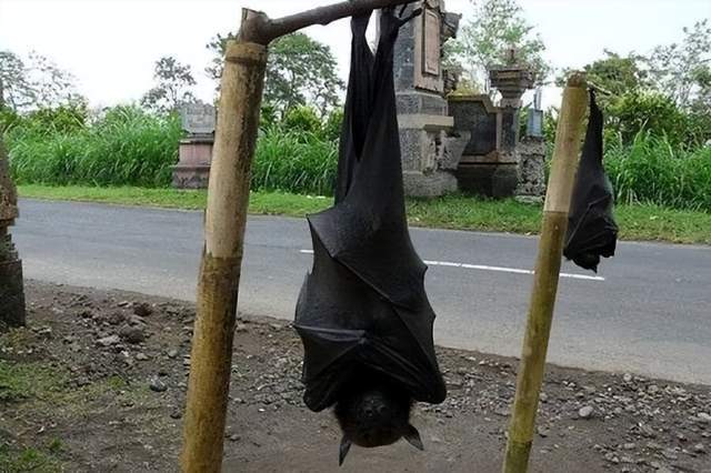 一个巨大的蝙蝠让人们感到恐惧,人们努力把目光从挂在某户人家门外的