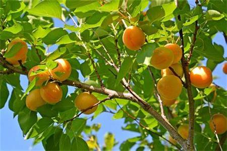 院子里种杏树好吗杏树栽在哪个位置好
