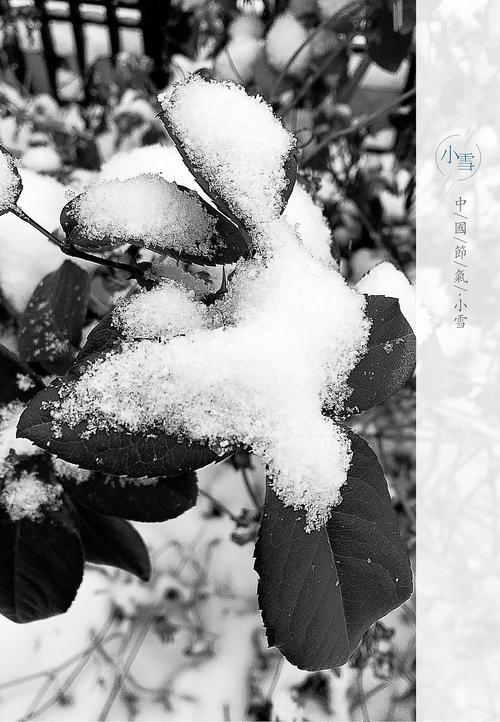 天上下的礼物.小雪