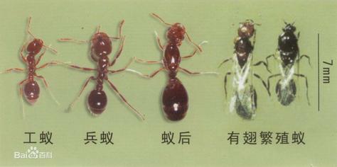 家庭中常见蚂蚁种类