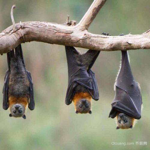 蝙蝠飞到家里是什么预兆_蝙蝠飞进屋里是吉是凶_家里进蝙蝠的真正预兆