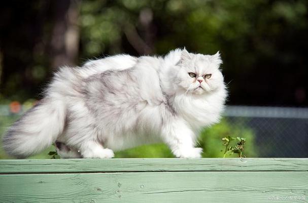 金吉拉猫品相鉴别技巧:从毛色到眼神,让你挑选完美的金吉拉猫!