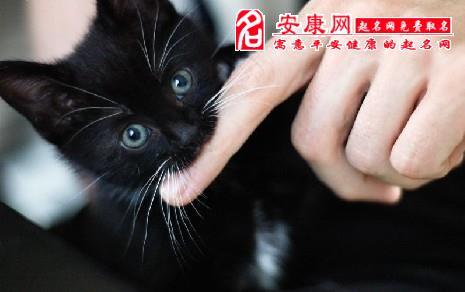 梦见我被猫咬