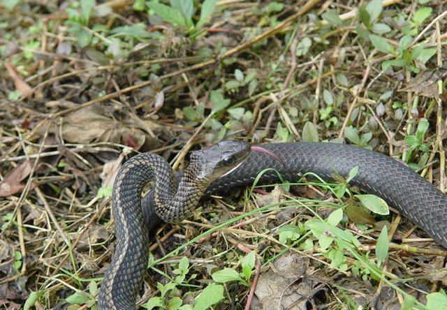农村院子里出现一条蛇为什么不能打而要放走它