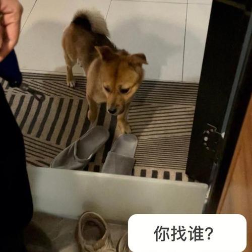 猫咪自己找上门,能让你住上大房子