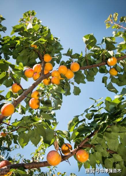 杏密植栽培的修剪及花果管理方法.