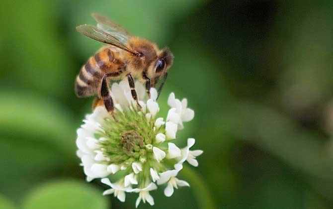蜜蜂来家里是福还是祸?