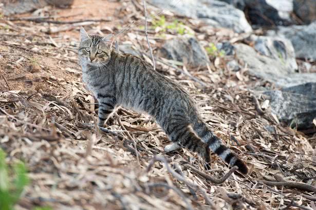 野猫太凶导致物种灭绝 澳大利亚政府计划空投毒香肠毒死百万夜猫