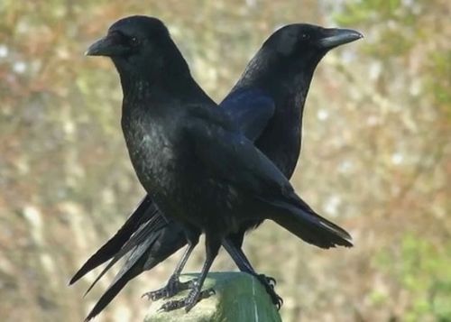 最新研究发现鸟类中的乌鸦及鹦鹉的智力与黑猩猩无异