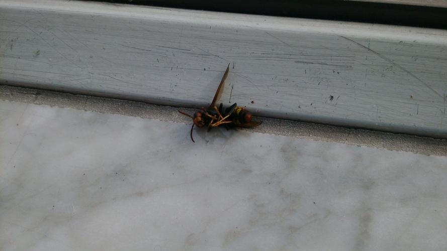 咨询关于飞到家里的像蜜蜂或者马蜂的昆虫到底是什么?