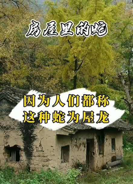 民间故事 房屋里的蛇(全集)