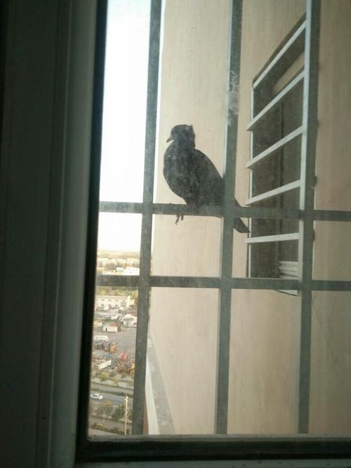这是什么鸟?停我窗户跟前会不会有什么不好的