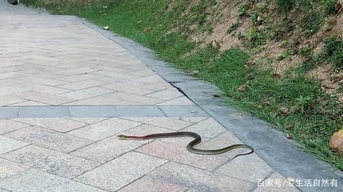 森林公园偶遇拦路蛇