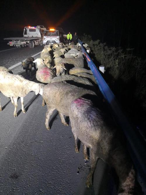 拉羊车高速路上被撞翻,民警深夜上路抓羊