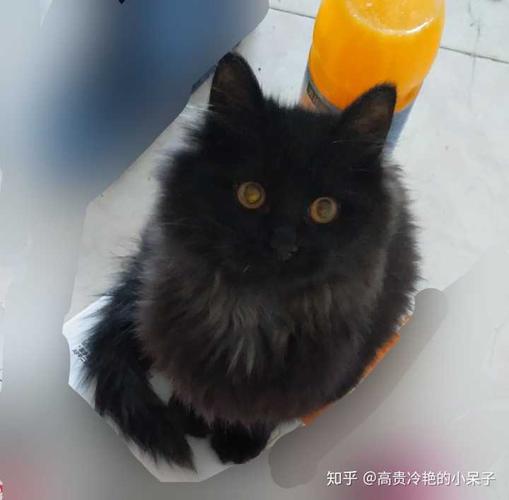 中国常见的猫的品种里有长毛黑猫吗?如果没有,有什么科学道理吗?