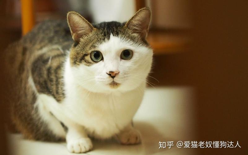 家猫凶还是流浪猫凶?