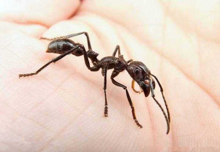 世界上最凶的10种蚂蚁