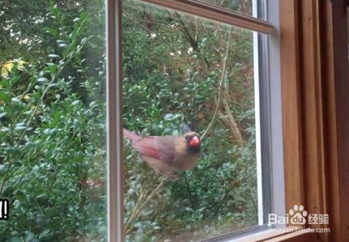 怎样防止鸟啄窗玻璃