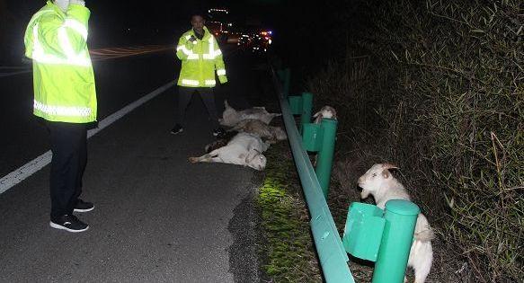 惊险!轿车撞上了羊群,车受损多只羊躺路面,事发安徽一高速公路
