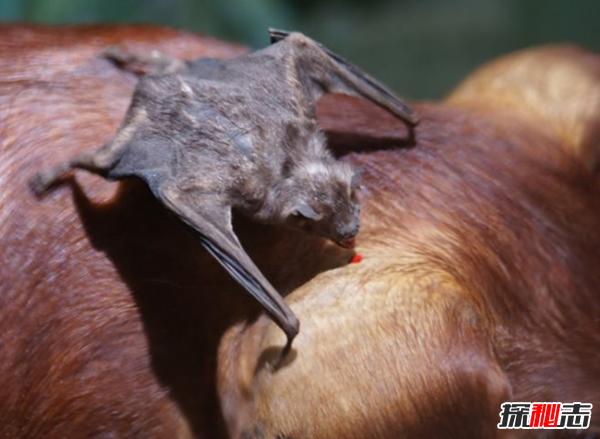 蝙蝠飞进屋里是吉是凶蝙蝠的十大生活特征及寓意