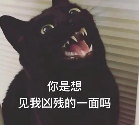 哈哈这么凶的猫还真的被吓到了呢,你是想见我凶残的一面吗?