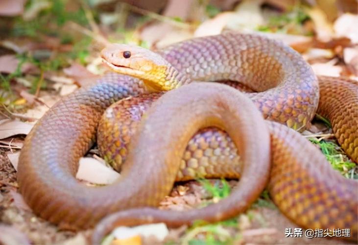 蛇为什么要在冬天的时候冬眠,冬眠的蛇会被其他动物吃掉吗?