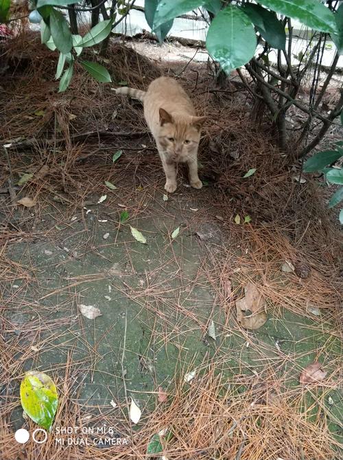 学校草丛里偶尔拍到的小野猫