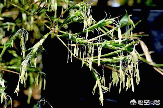 竹子开花有什么预兆和说法吗