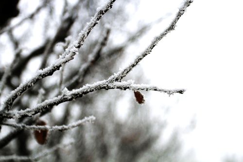 小雪节气是什么意思