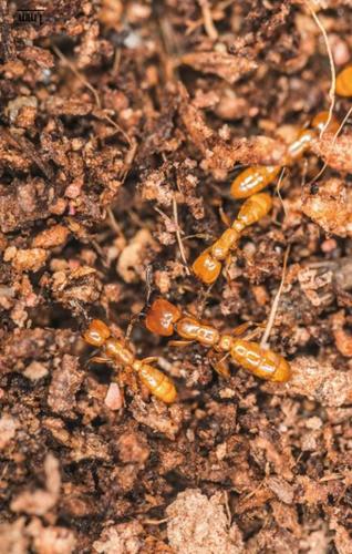 行军蚁家族的祖先就已具备一定的行军特征,在行为上也逐渐和其它蚂蚁